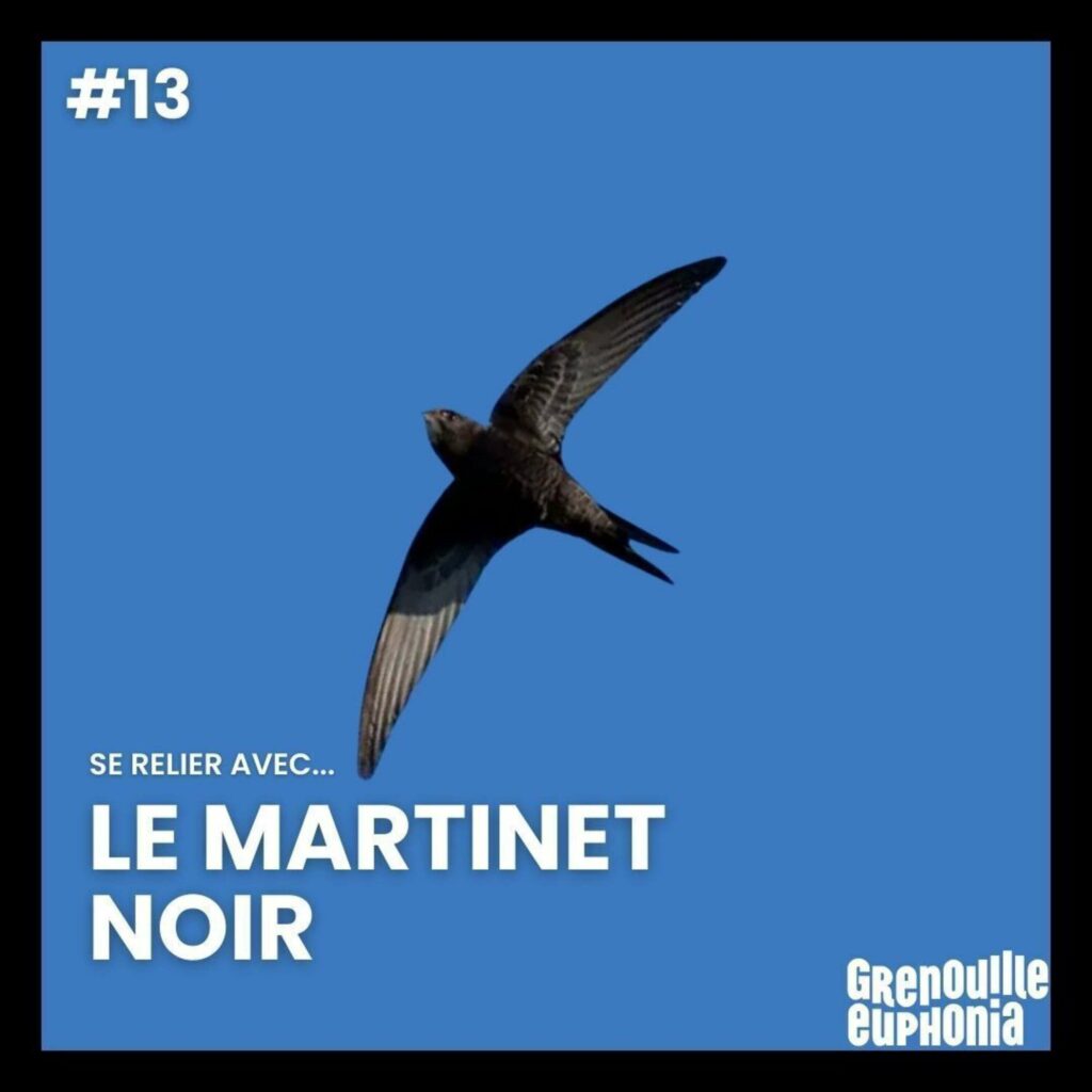 Le martinet noir